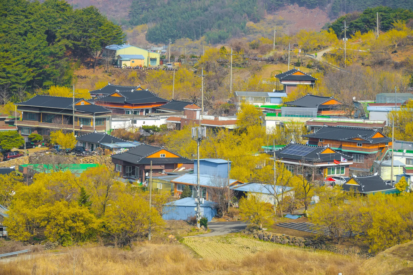 구례 산수유마을·산수유문화관 3