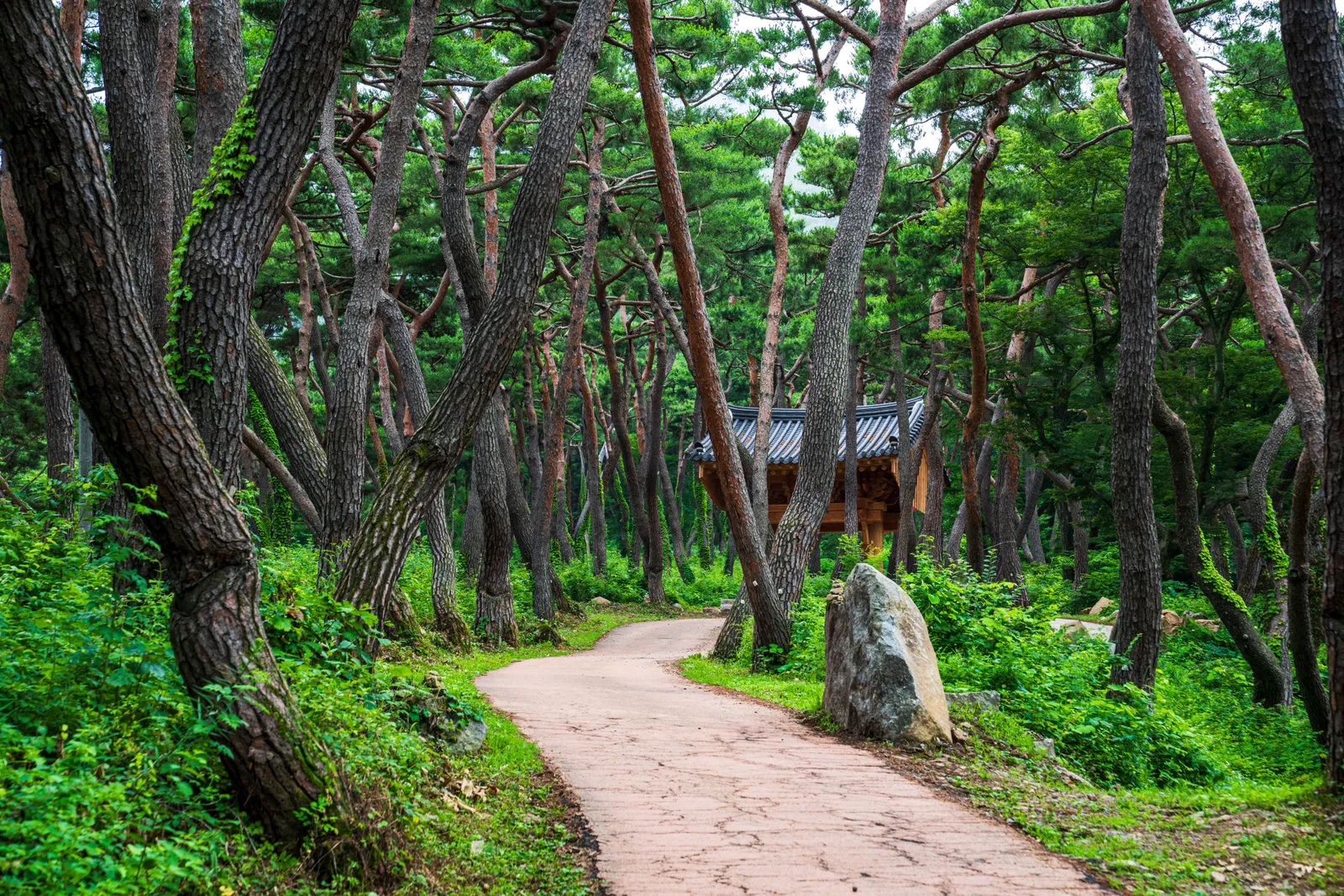 봉곡사·천년의 숲길 3