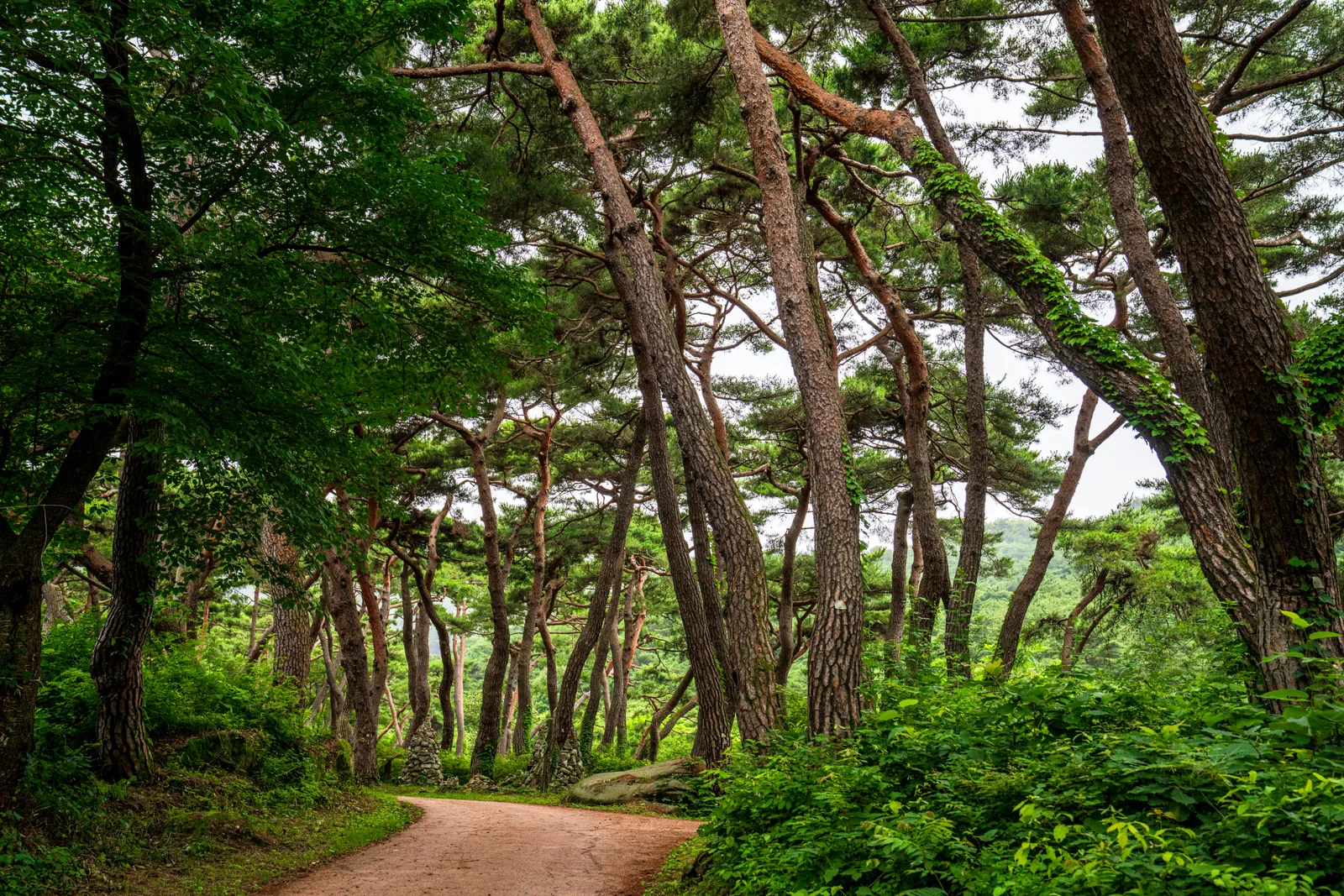봉곡사·천년의 숲길 1