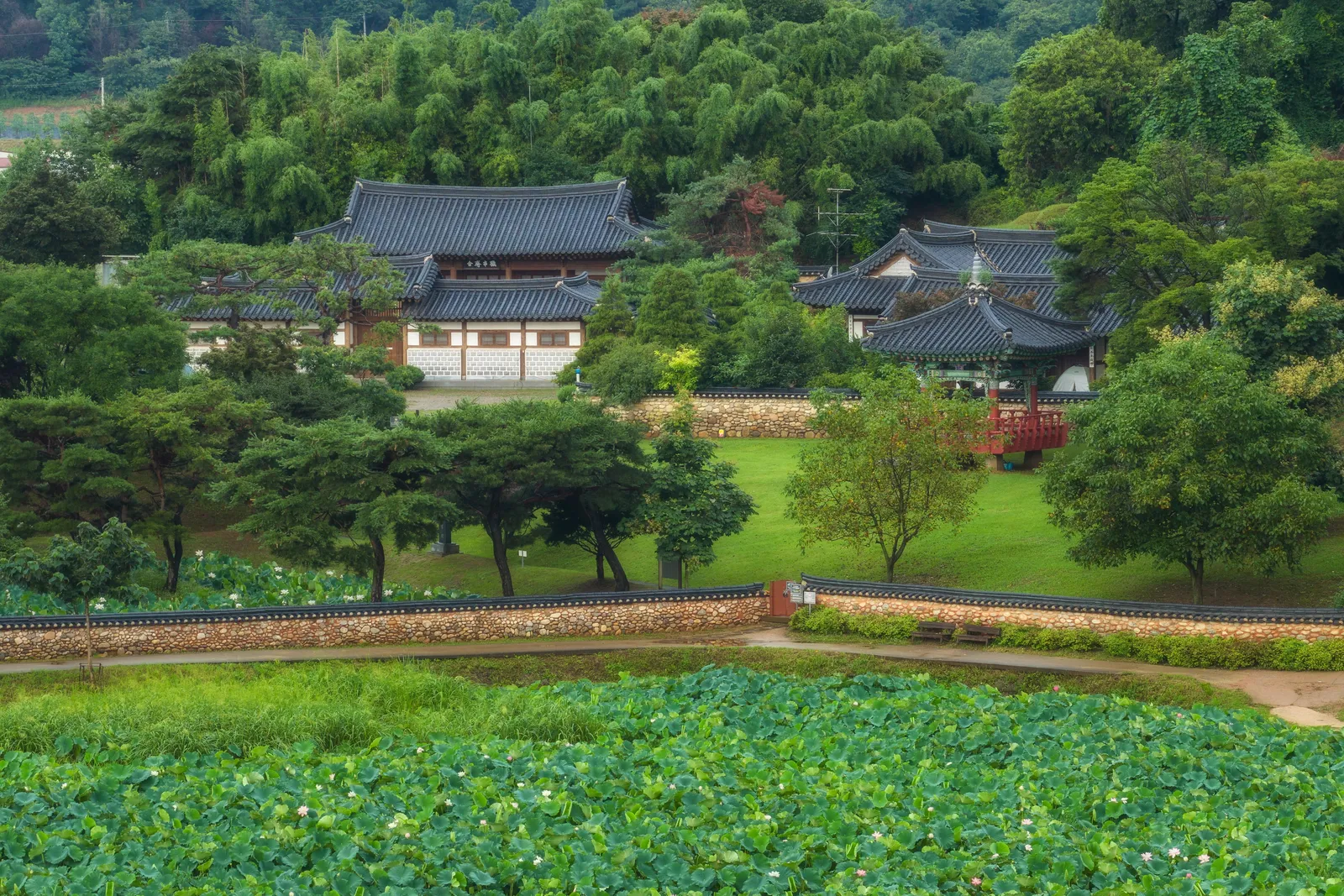 관곡지·연꽃테마파크 1