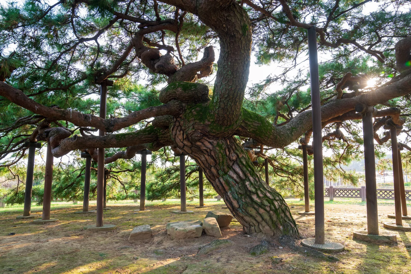 이천 도립리 반룡송 2