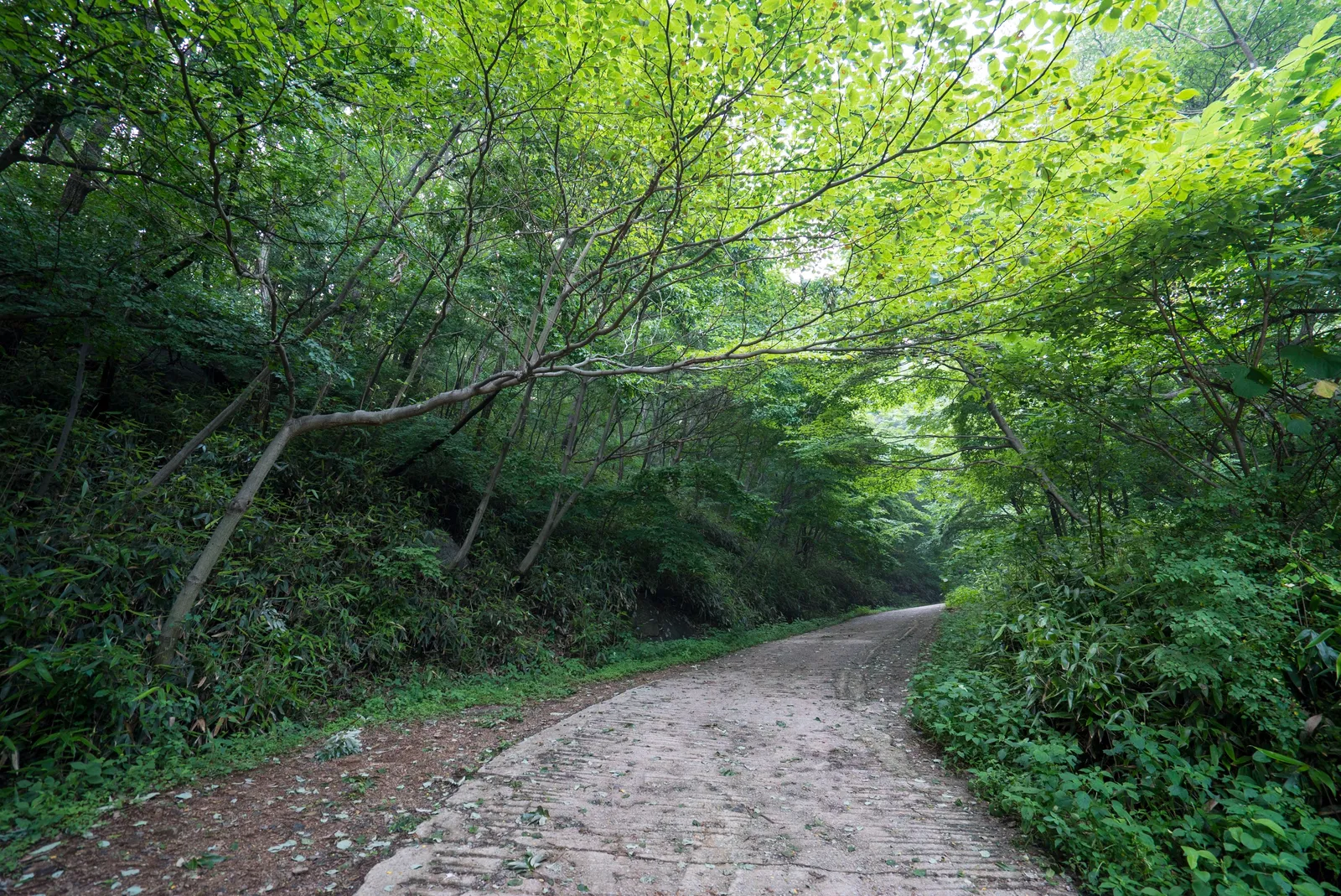 축령산 편백숲·국립장성치유의숲 3