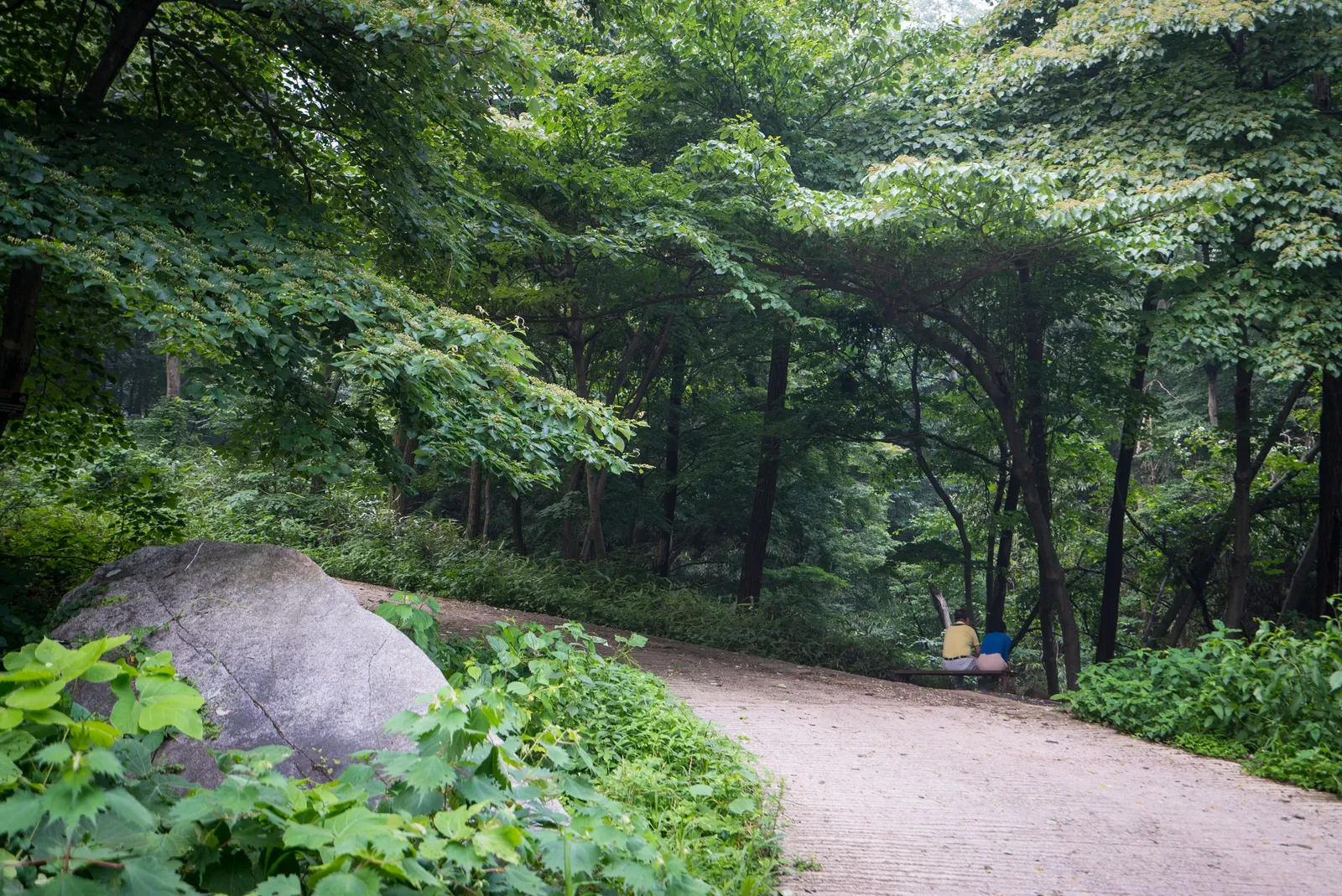 축령산 편백숲·국립장성치유의숲 2