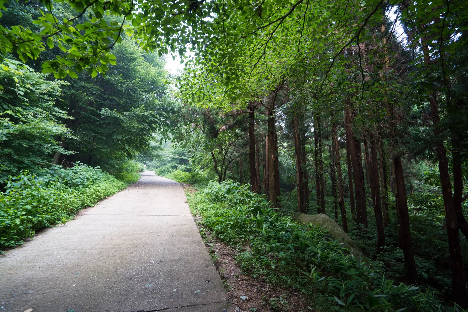 축령산 편백숲·국립장성치유의숲 1